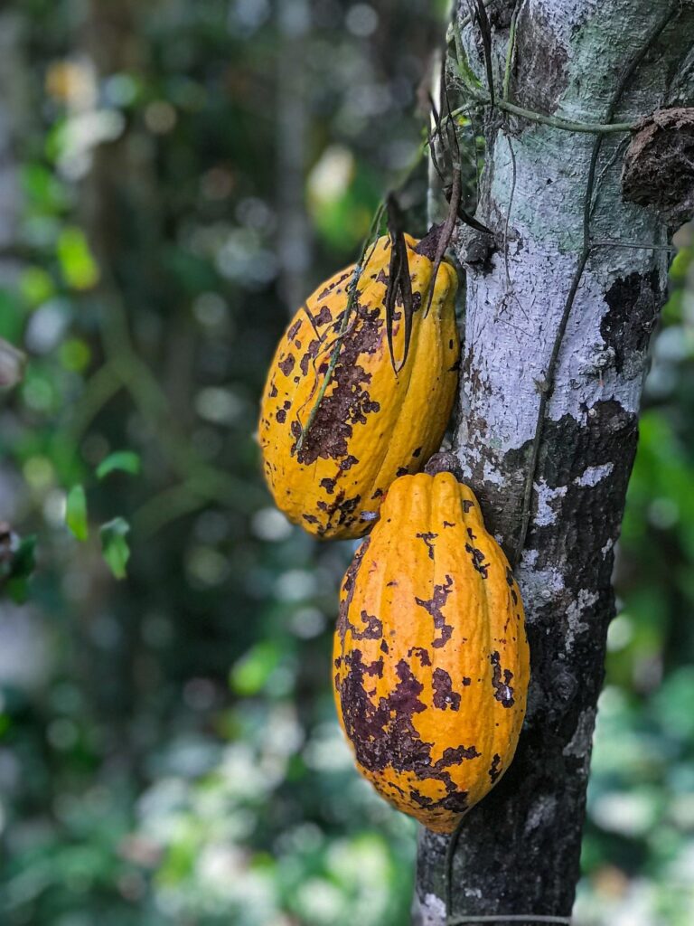 Cocoa from Indonesia